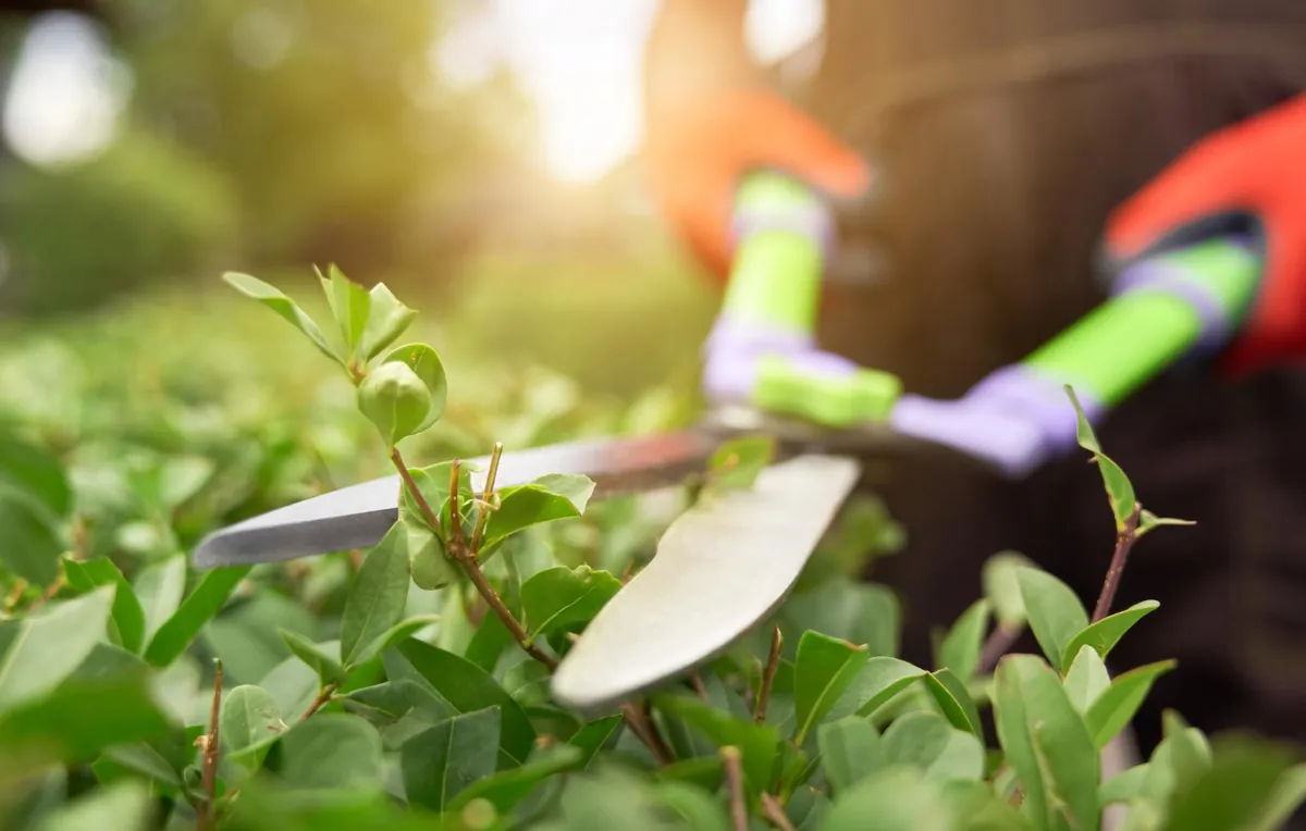 Jardín cuidado con setos y arbustos en Asturias